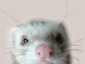 Click on this ferret to find out how to use video in your business. We promise not to be unkind to these beautiful creatures in ANY way whatsoever if take part in the Web Video Explosion training program!